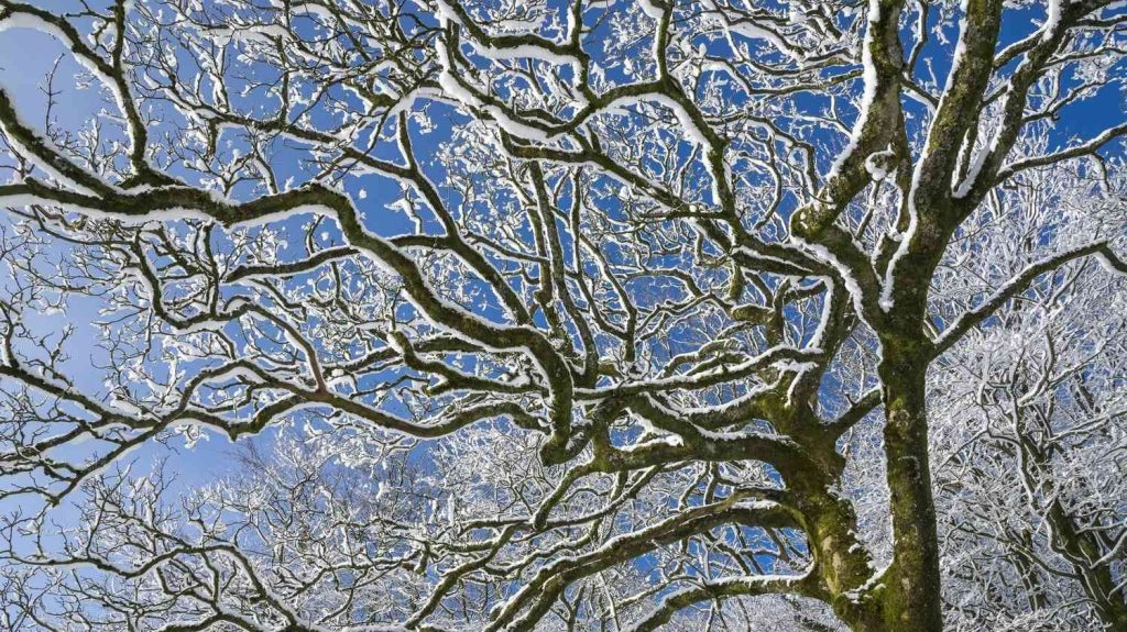Guia de las constelaciones de invierno para que aprendas a reconocer el cielo y puedas seleccionar un menú con los mejores objetos de la temporada, como un chef de categoría galáctica.