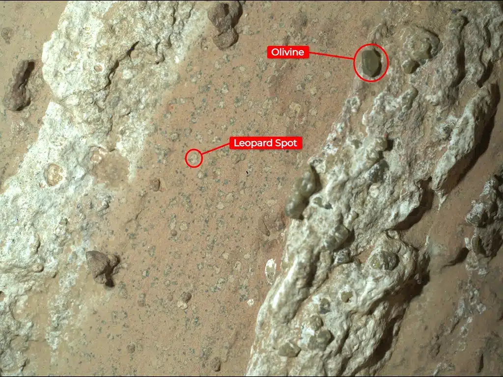 Imagen del rover Perseverance que muestra las manchas de color blanco grisáceo, cada una de ellas rodeada por un material negro, similar a las manchas de un leopardo. También se aprecian las trazas de olivino en la roca.