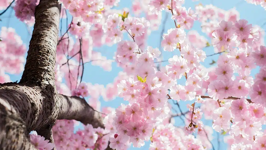 Guia de las constelaciones de primavera para que aprendas a reconocer el cielo y puedas seleccionar un menú con los mejores objetos de la temporada, como un chef de categoría galáctica.